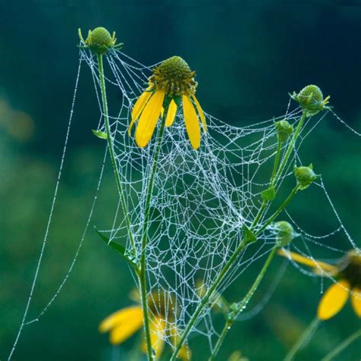 Unveiling the Magic of Every Season: A Journey Through Nature's Calendar